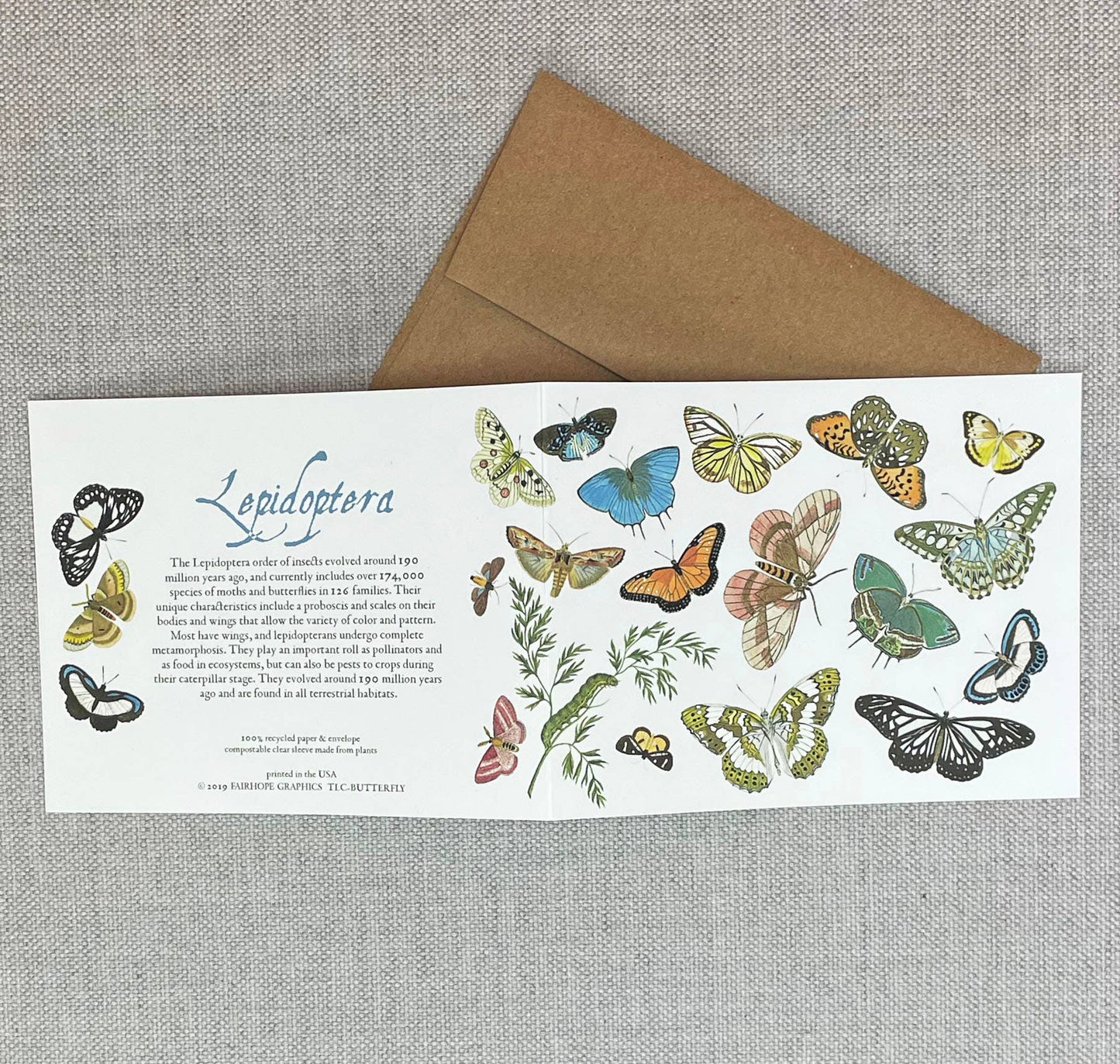 Butterflies and Moths Card